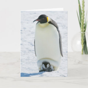 Emperor Penguin with Chick- note card Kaart