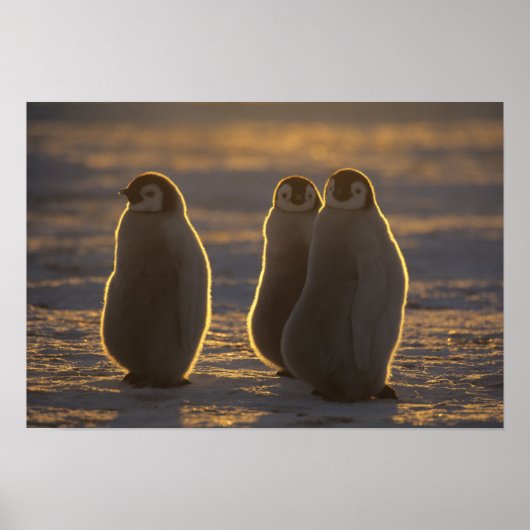 Emperor Penguins, Aptenodytes forsteri), 2 Poster (Voorkant)