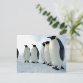 Emperor Penguins Briefkaart (Staand voorkant)