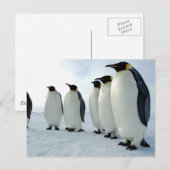 Emperor Penguins Briefkaart (Voorkant / Achterkant)
