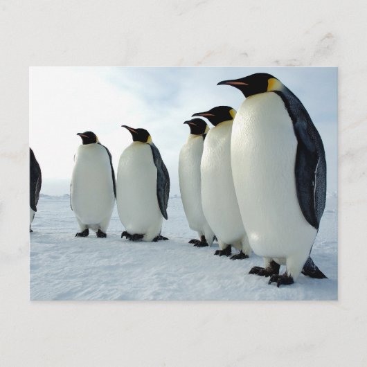 Emperor Penguins Briefkaart (Voorkant)