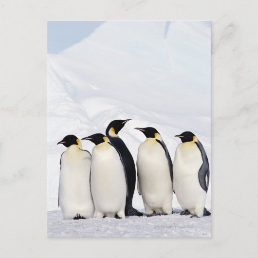 Emperor Penguins Briefkaart (Voorkant)