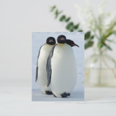 Emperor Penguins Huddled Briefkaart (Staand voorkant)