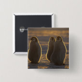 Emperor Penguins Vierkante Button 5,1 Cm (Voorkant /achterkant)