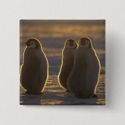 Emperor Penguins Vierkante Button 5,1 Cm (Voorkant)