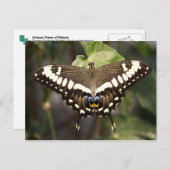 Emperor Swallowtail Butterfly Briefkaart (Voorkant / Achterkant)