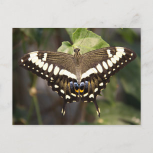 Emperor Swallowtail Butterfly Briefkaart