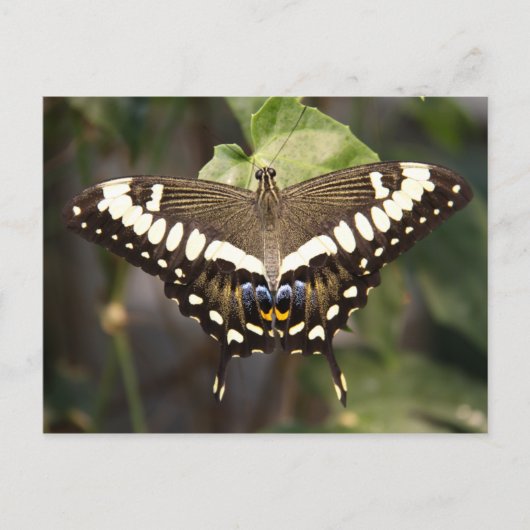 Emperor Swallowtail Butterfly Briefkaart (Voorkant)