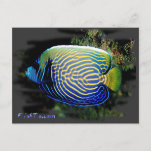 Emporer Angelfish Briefkaart