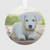 Empreinte de patte blanc Photo Chien d'argent avec (dos)