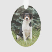 Empreinte de patte d'animaux de compagnie Gold per (dos)