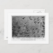 Empreinte Dinosaure carte postale (Devant / Derrière)