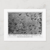 Empreinte Dinosaure carte postale (Devant)