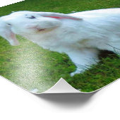 empreinte photo de lapin (Coin)