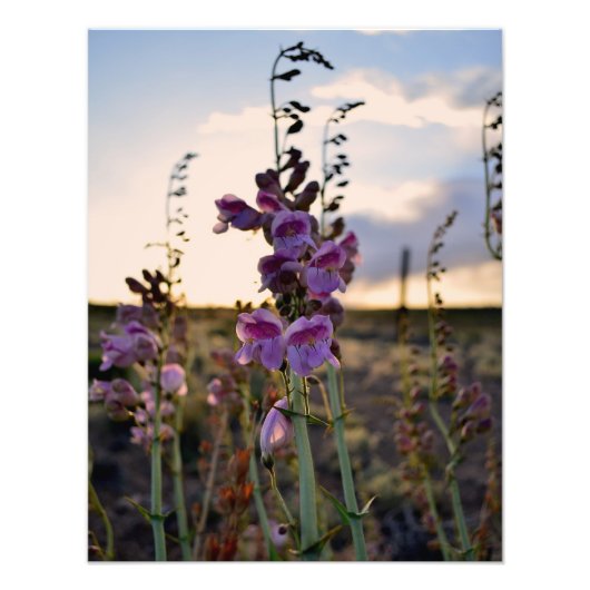 Empreinte photo Wild Purple Snapdragons (Devant)