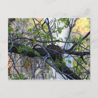 Empty Nest Postcard Briefkaart