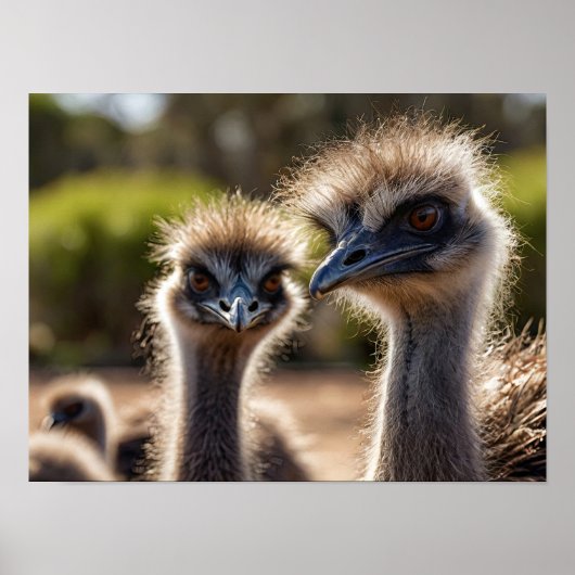 Emu Birds Poster (Voorkant)