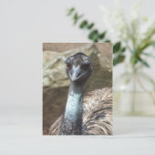 Emu Briefkaart (Staand voorkant)
