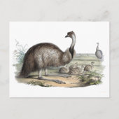 Emu Briefkaart (Voorkant)