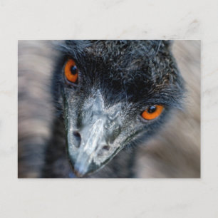 Emu-kijken Briefkaart