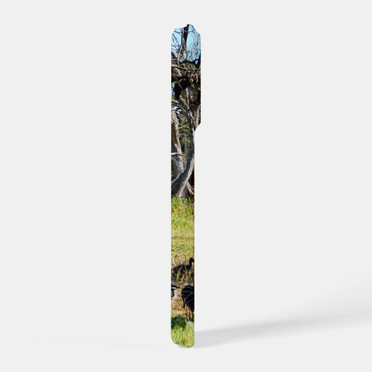 Emu Parents Taking Chicks For Walk, (Côté droit)