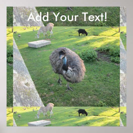 Emu Poster (Voorkant)