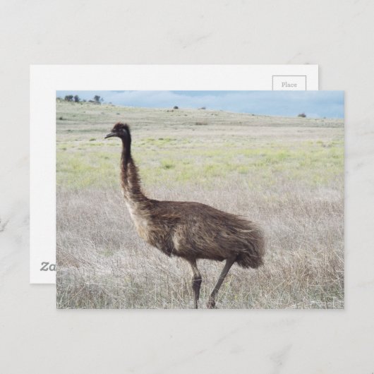 emu - wandeling briefkaart (Voorkant / Achterkant)