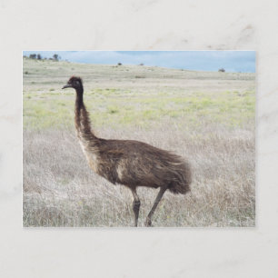 emu - wandeling briefkaart