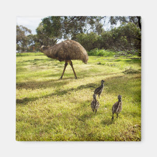 Emu with Chicks Nabbor Watch, Fridge Magnet Magneet