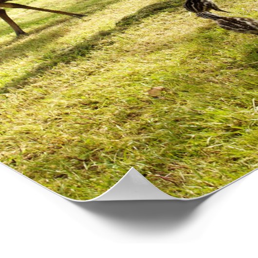 Emu with Chicks Nabbor Watch, Poster (Hoek)