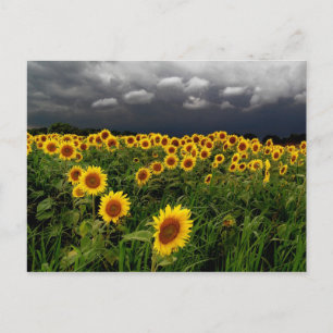 En attente, cartes postales