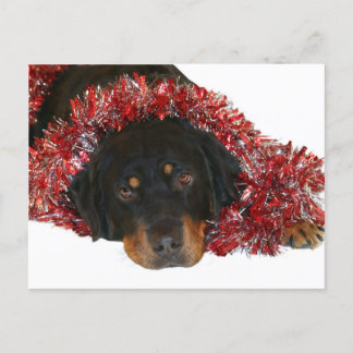 En attente de la carte postale Père Noël
