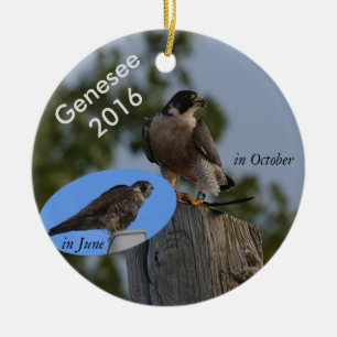 En Céramique Ornement 2016 de Genesee - dans le plumage adulte