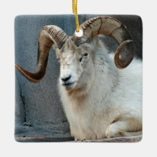 En Céramique Ornement Dall Sheep