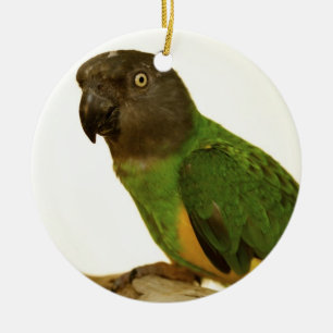 En Céramique Ornement de perroquet du Sénégal