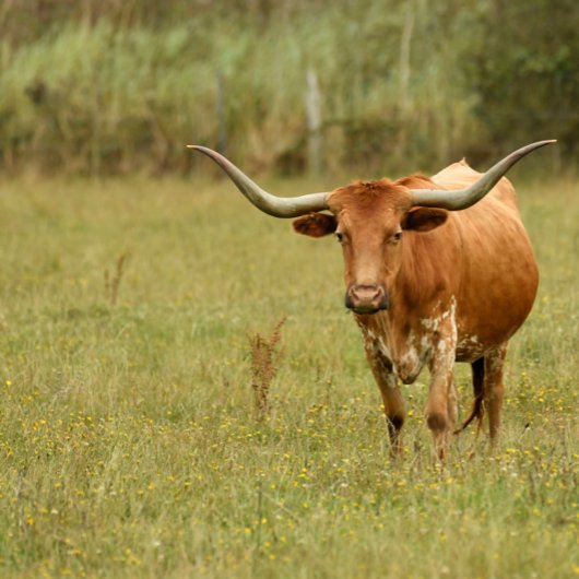 En Céramique Ornement Doberman blanc
