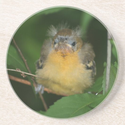 En Grès Bébé Oriole Dessous de verre animal d'oiseaux (Devant)