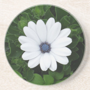 En Grès Dessous de verre à fleurs blanches