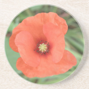 En Grès Dessous de verre à fleurs sauvages de pavot