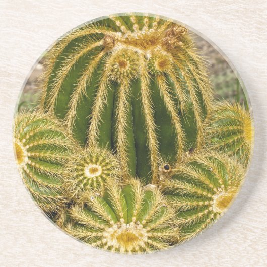 En Grès Dessous de verre Cactus (Devant)