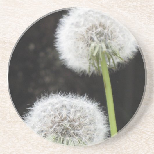 En Grès Dessous de verre - Dandelions (Devant)