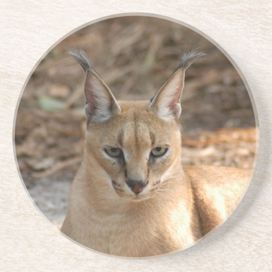 En Grès Dessous de verre de Caracal Lynx (Devant)