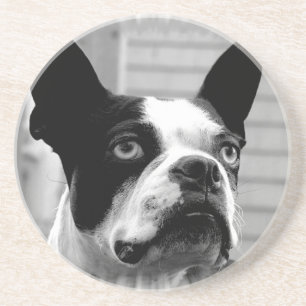 En Grès Dessous de verre de chien de Boston Terrier