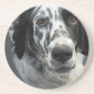 En Grès Dessous de verre de chien de poseur anglais