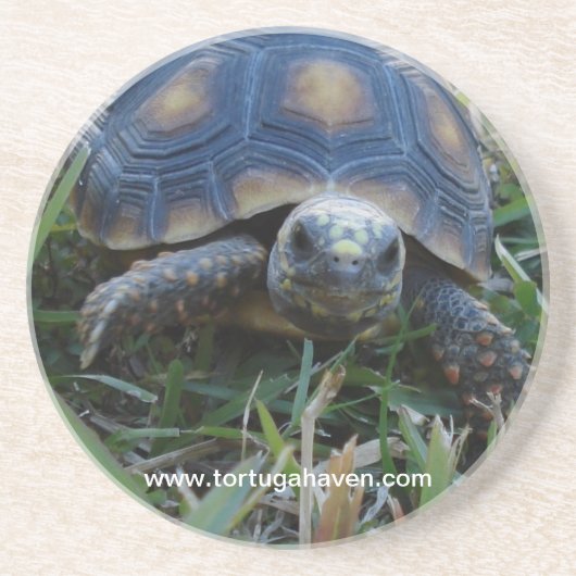 En Grès Dessous de verre de tortue de Rouge-Pied (Devant)