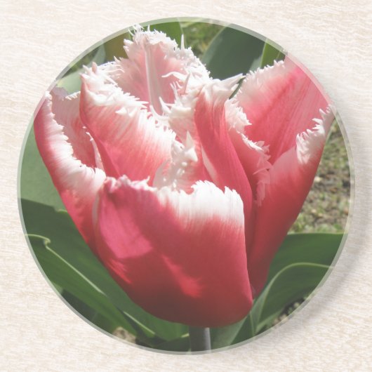 En Grès Dessous de verre de tulipes à franges roses (Devant)