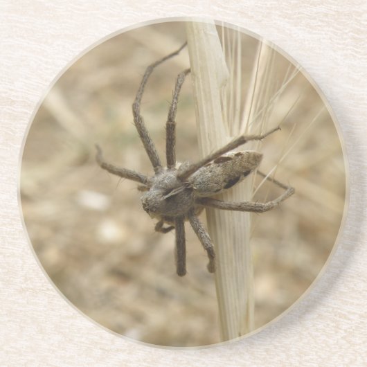 En Grès Dessous de verre déplaisants Crawly Spider (Devant)