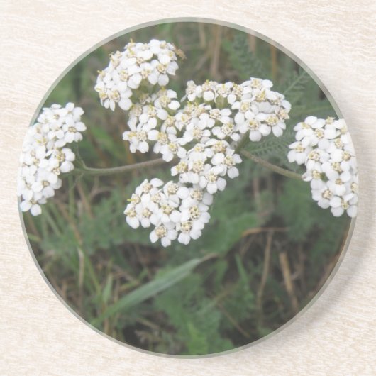 En Grès Dessous de verre Fleur sauvage blancs (Devant)