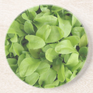 En Grès Dessous de verre Marigold Seedlings