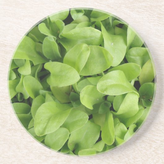 En Grès Dessous de verre Marigold Seedlings (Devant)